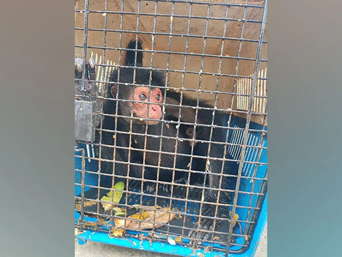 Exotic wildlife species rescued in Mizoram