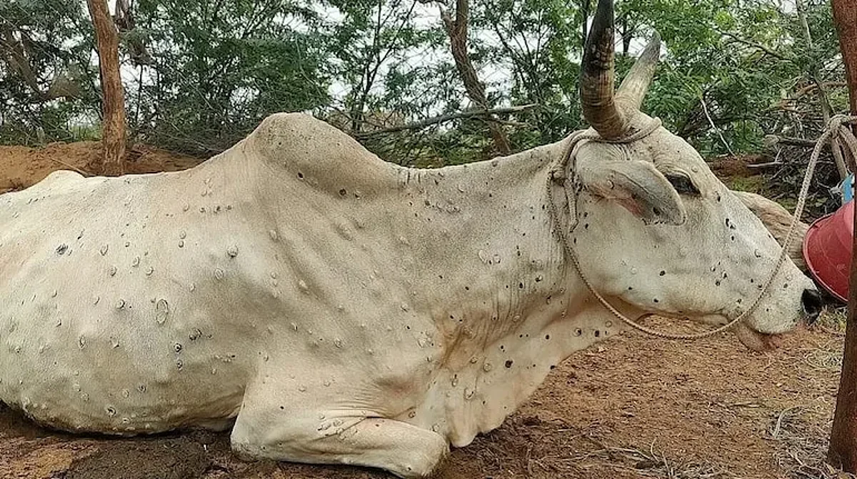 Lumpy skin disease is spreading fast among cattle