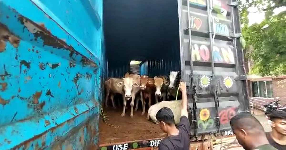 Container Truck with 41 Cattle Heads Seized