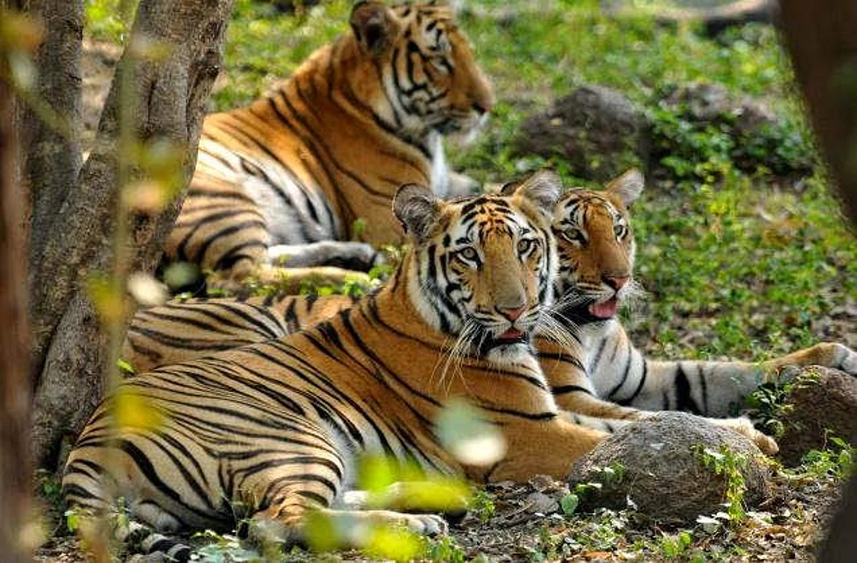 Wildlife