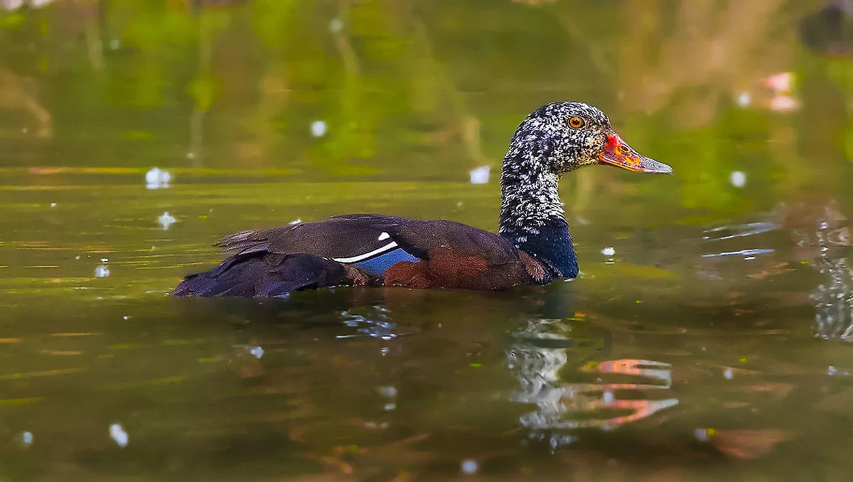Assam’s State Bird ‘White-winged Wood Duck’ On Brink of Extinction