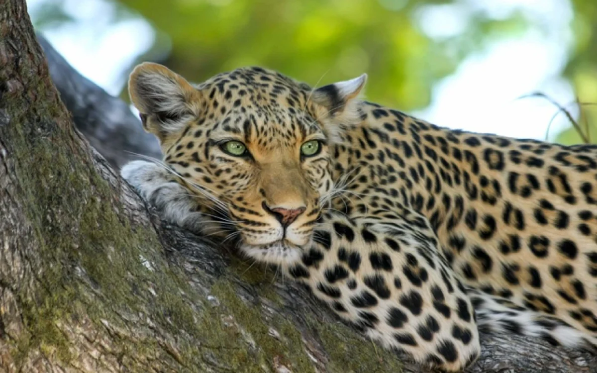 Assam: Leopard Found Dead With Claws, Teeth Removed | REPRESENTATIVE