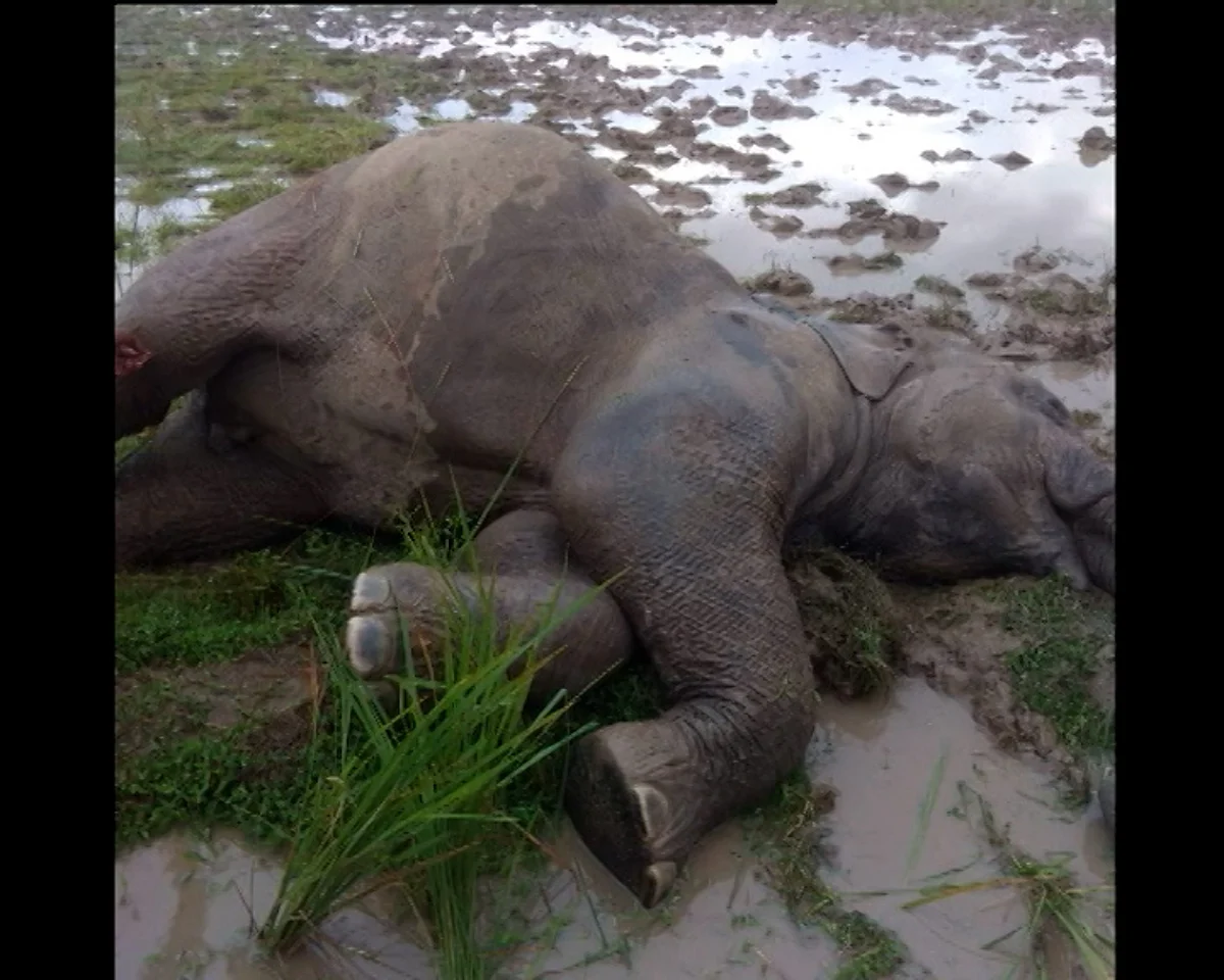 A wild tusker was found dead at Rangjuli in Assam's Goalpara