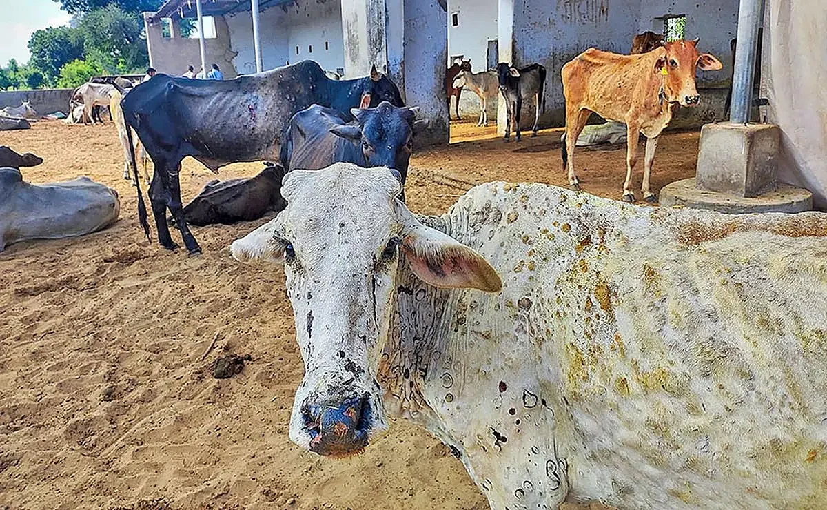 The lumpy virus disease primarily infects cattle | REPRESENTATIVE