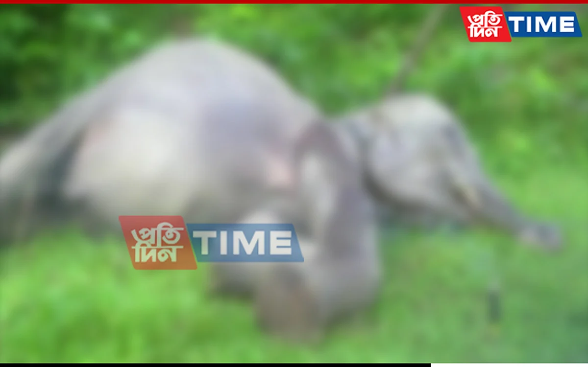 Wild Tusker Electrocuted to Death