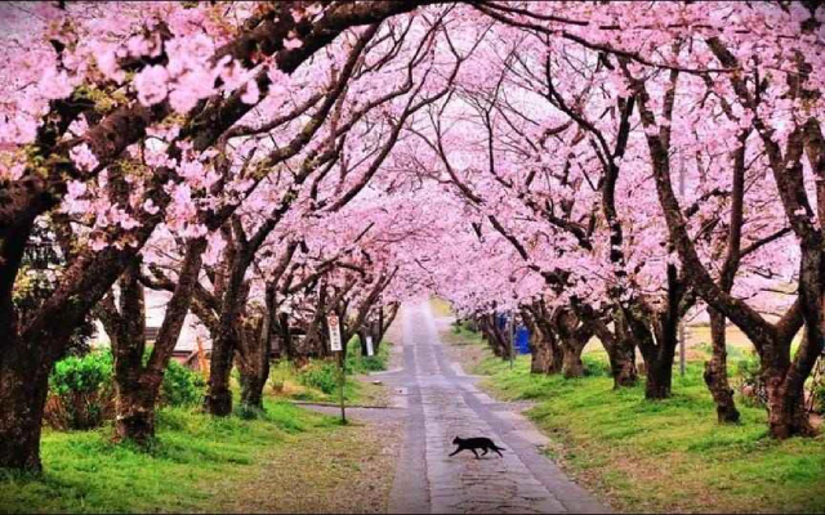 Cherry Blossom festival in Meghalaya cancelled