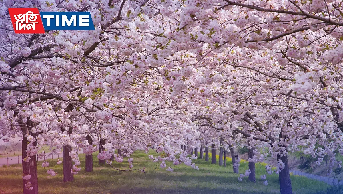 Cherry Blossom Festival
