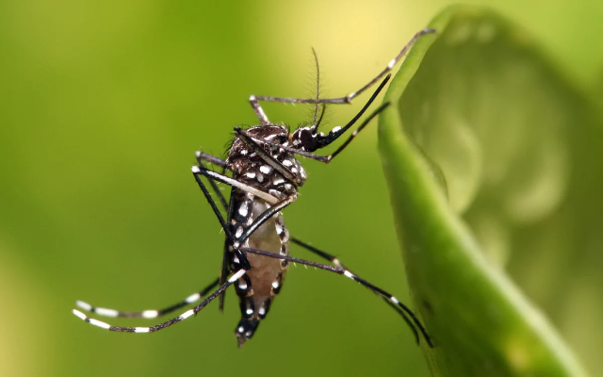 Dengue outbreak in Assam's Karbi Anglong has claimed several lives | REPRESENTATIVE