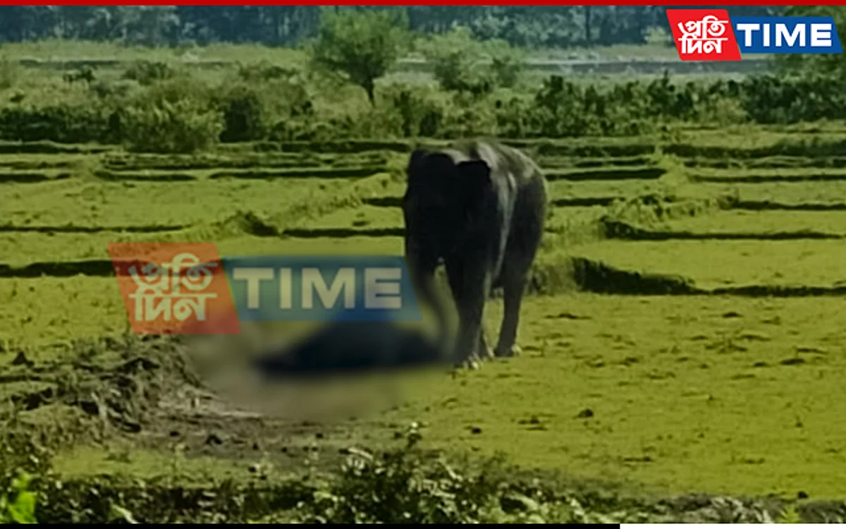 Assam: Grief-Stricken Mother Elephant Refuses To Leave Dead Calf's Side