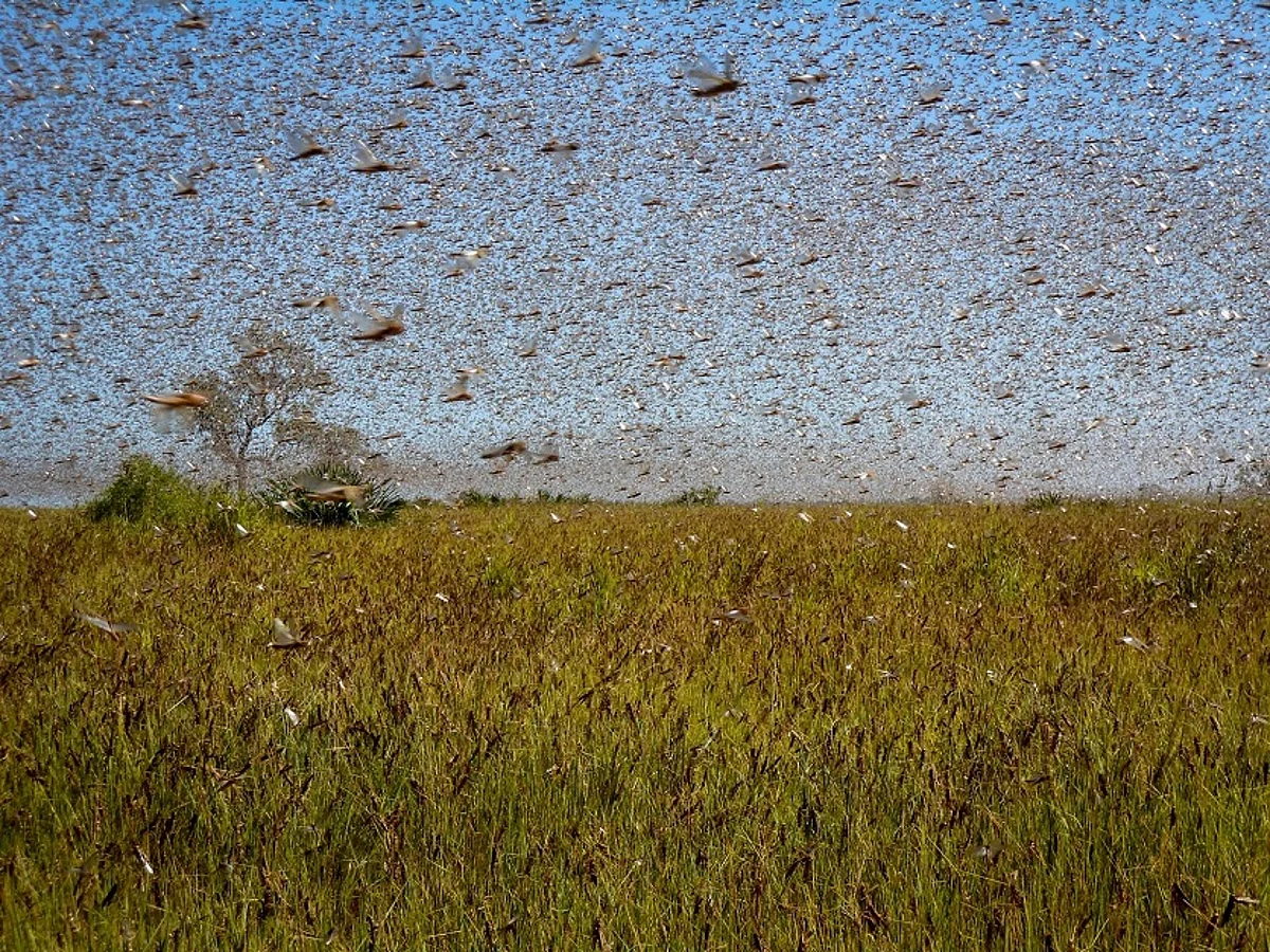 Swarms of Locusts