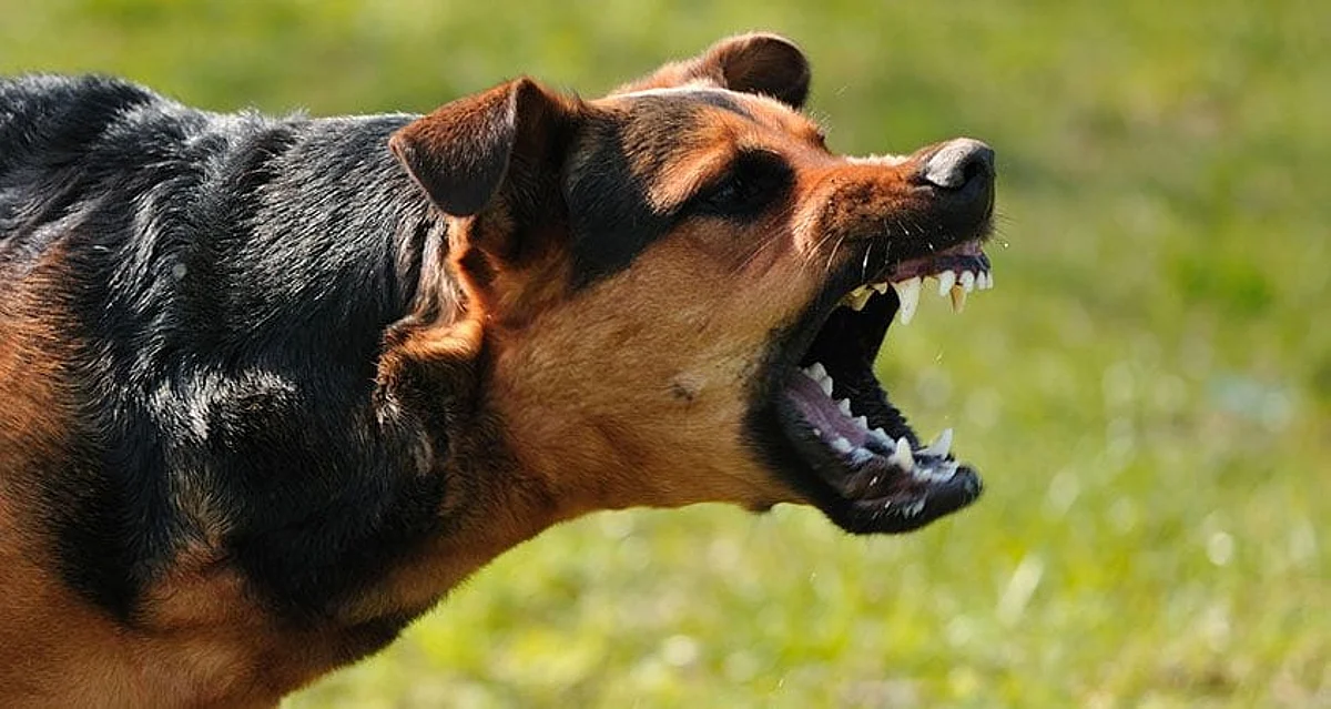 Pet Dog Attacks | Representative Image