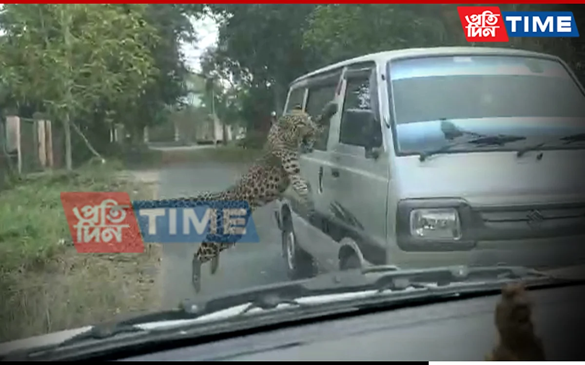 Leopard Causing Menace in Assam’s Jorhat Dies
