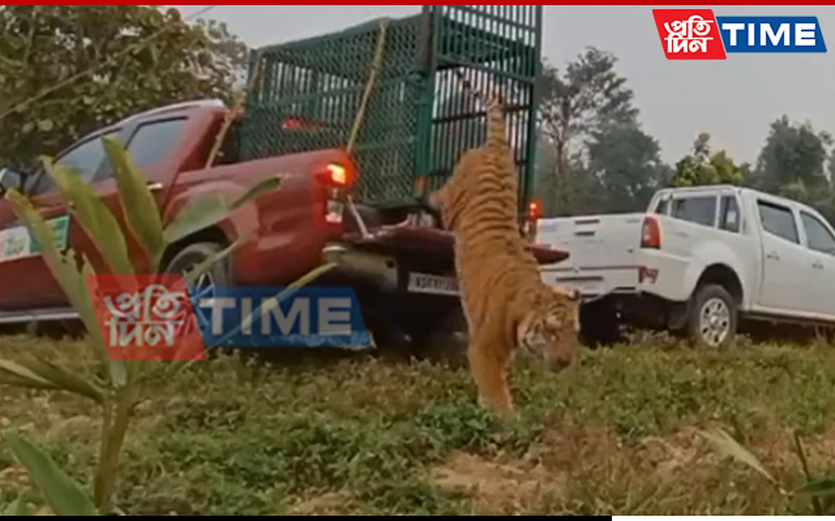 Royal Bengal tiger released at Nameri National Park
