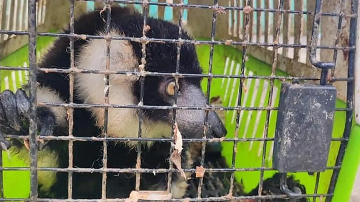 Three Exotic Animals Seized from Assam-Mizoram Border
(File Image)