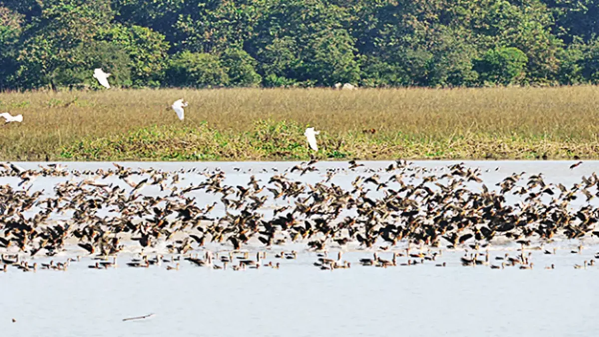 As Winter Sets In, Migratory Birds Start Arriving at Pobitora Wildlife Sanctuary In Assam | Representative Image