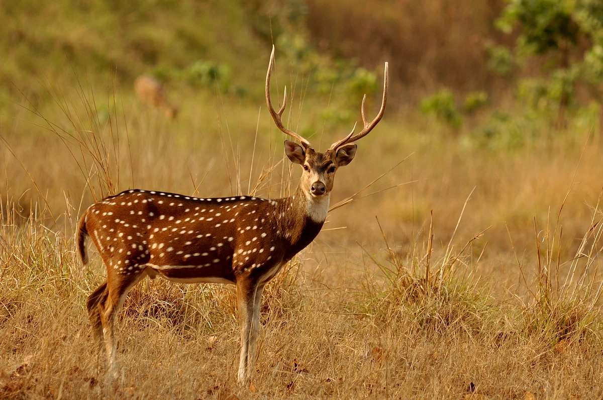 Assam Forest Dept Recovers Deer Carcass in Kaliabor | Representative Image