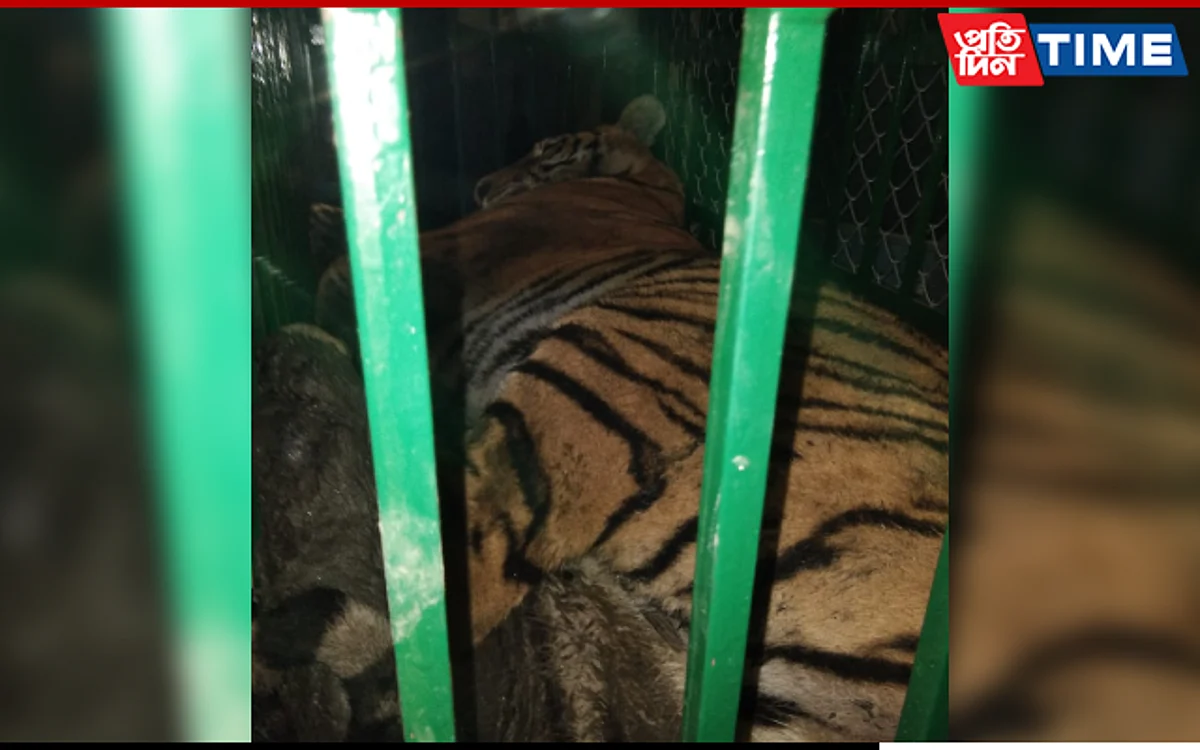 A tiger that had strayed and entered a crevice at Umananda Temple was successfully rescued
