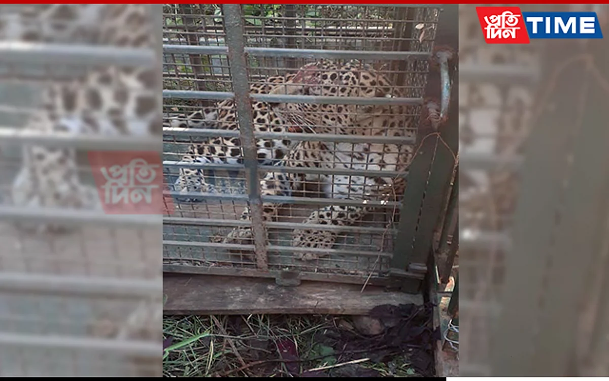 Assam: Leopard Rescued From Film Institute In Changsari