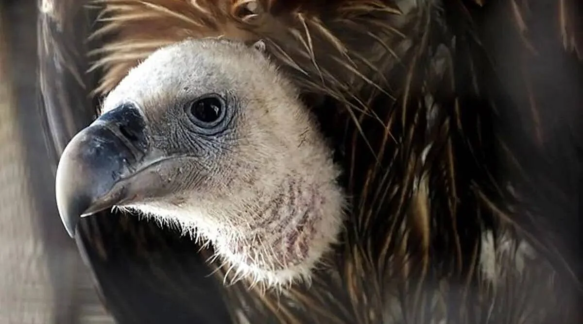 Assam: 25 Vultures Found Dead In Sivasagar; Eight More Critical | Representative Image
