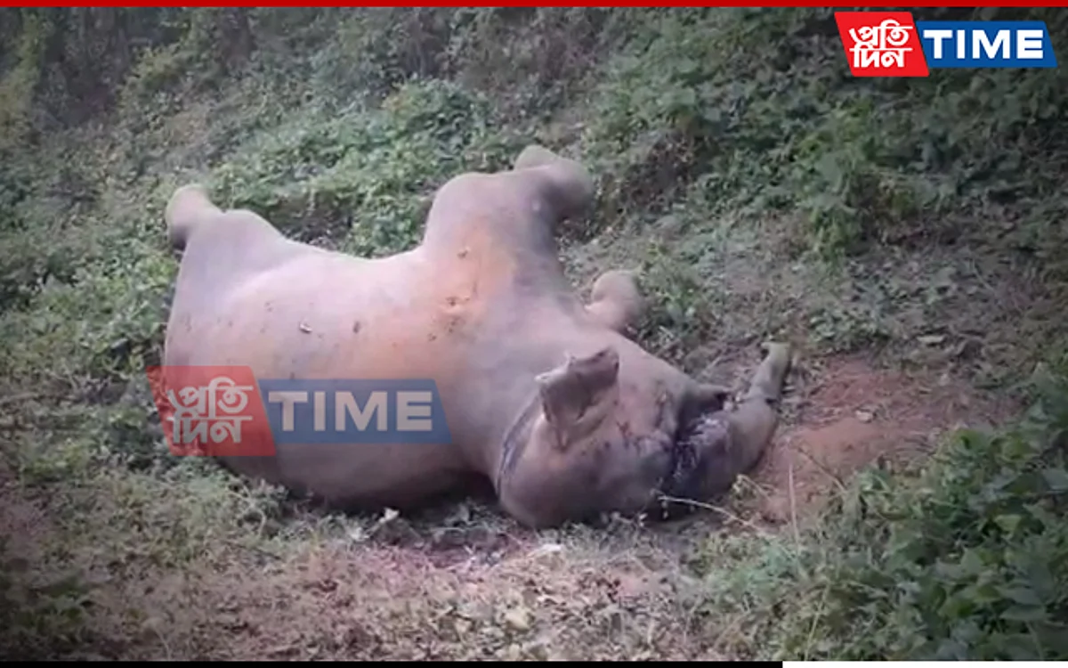 Assam: Elephant Carcass Found With Bullet Injury, Tusk Missing