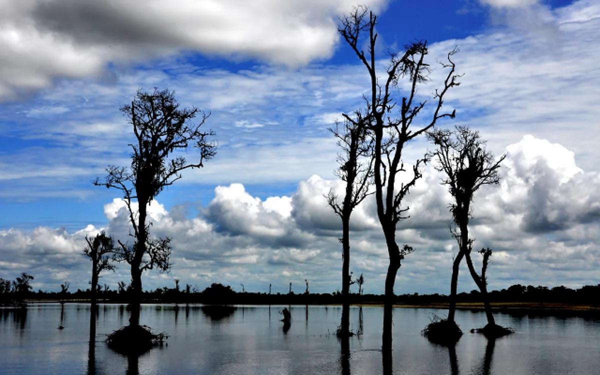 Dibru Saikhowa National Park in Assam