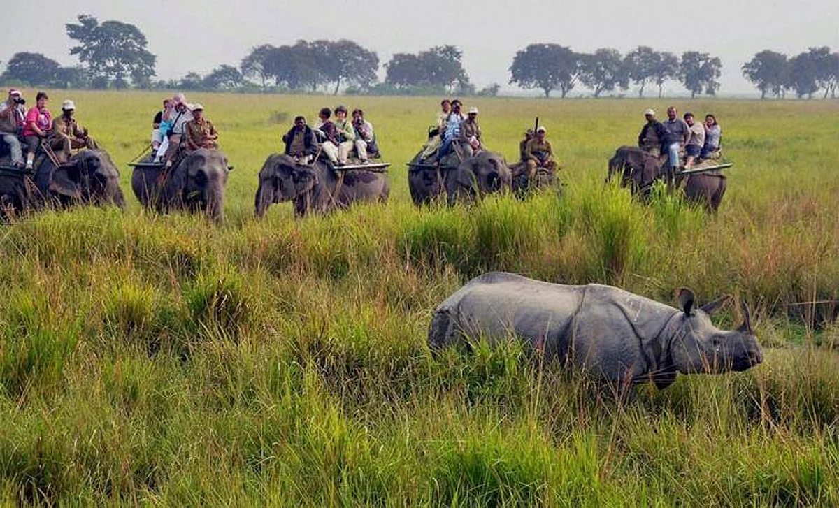 Assam: Restrictions Imposed on Speed Limit of Vehicles Crossing Kaziranga