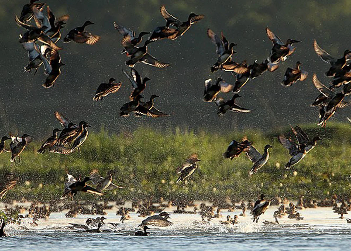 Kaziranga National Park starts water-bird census exercise