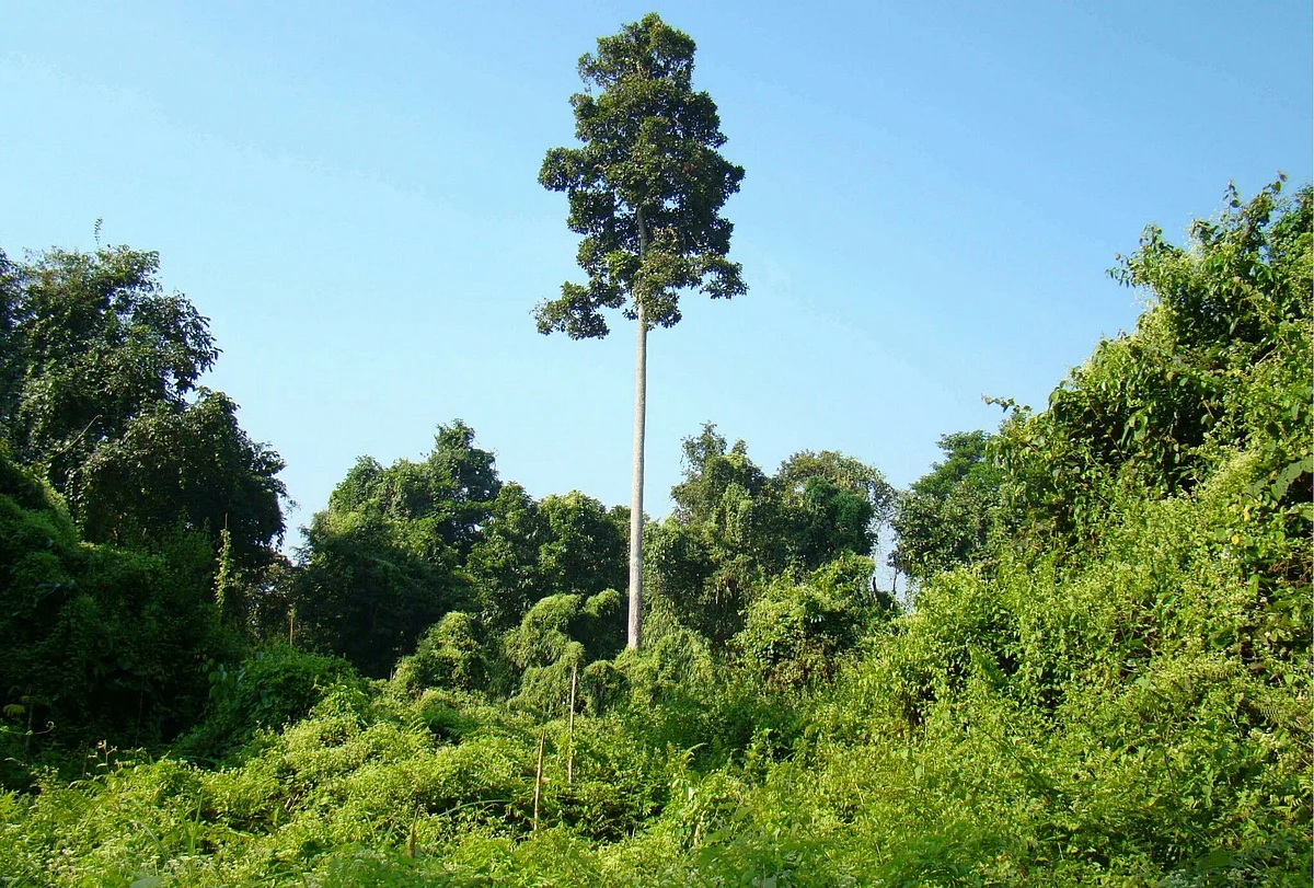 Timber smugglers uproot three forests