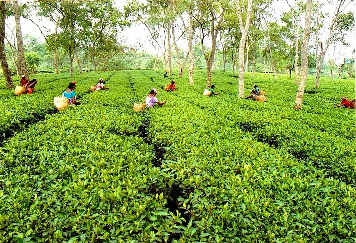 Assam Company in red, owner Shetty accused of fraud