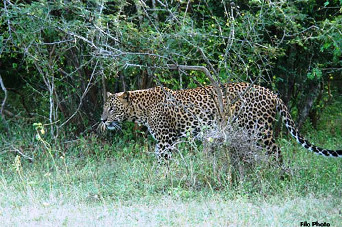Leopard Rescued In Assam's Guwahati