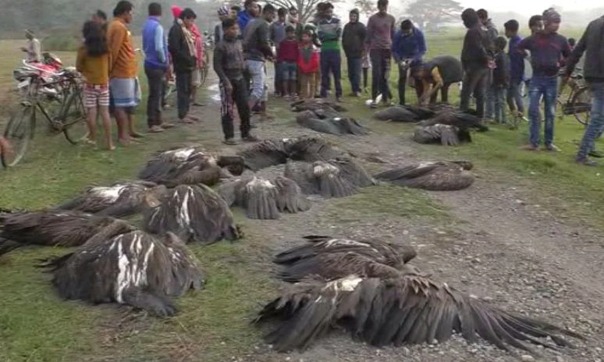 Vultures Death: GHC Passes Unique Verdict