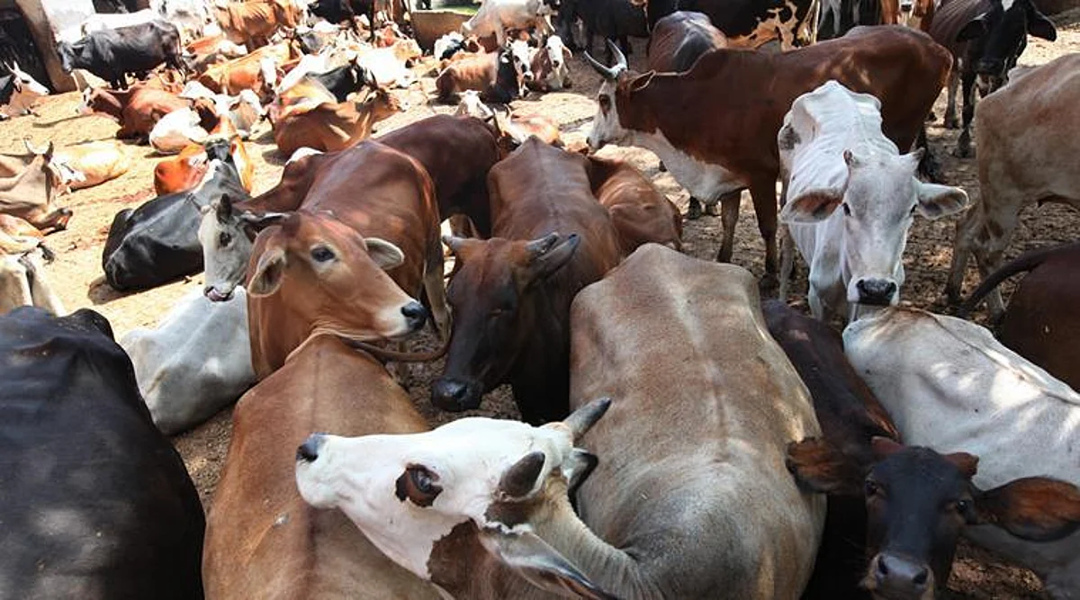 Assam: 21,700 Cattle Smuggled In 5 Years, 1668 Held