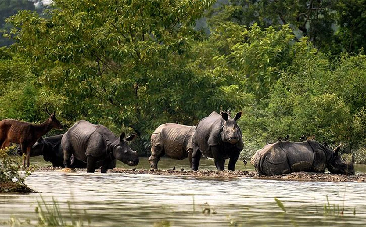 More than 200 animals die in Kaziranga Floods