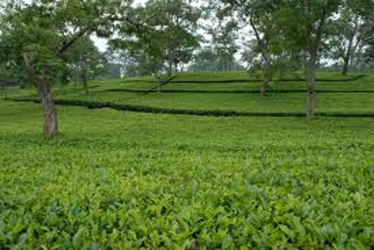 Assam MP urges amendment of Tea Acts to save tea industry