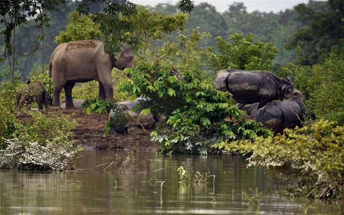 Kaziranga Flood Kills 199 Animals