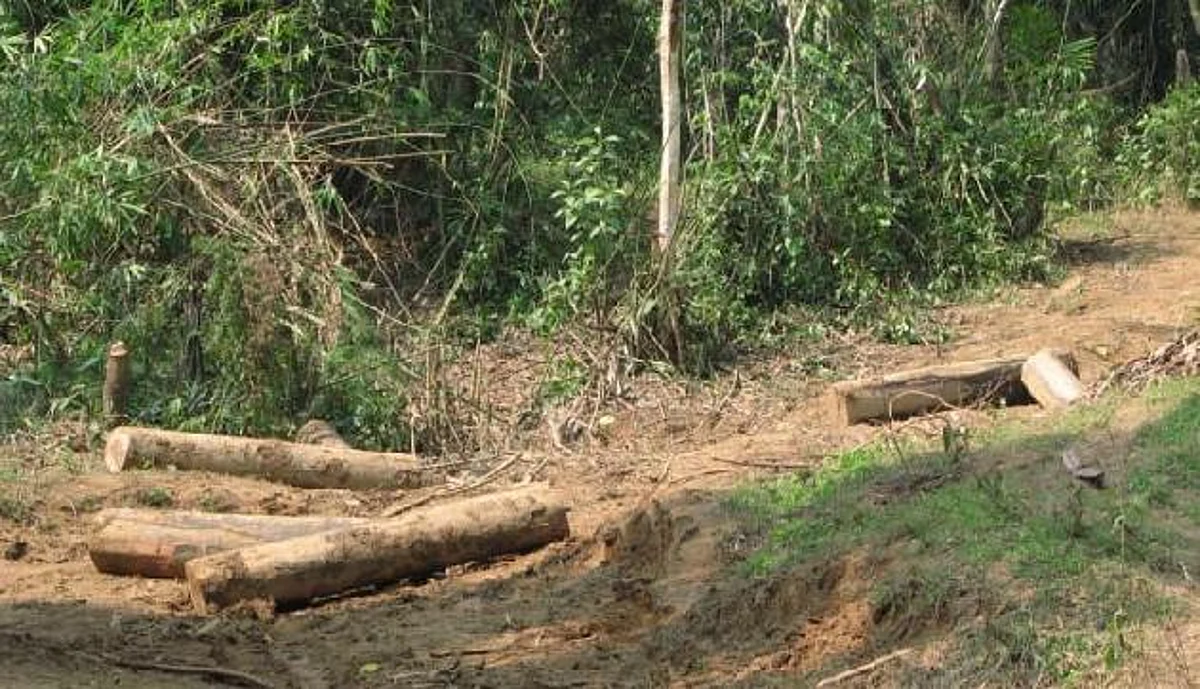 Illegal Logging : NGT Directs Arunachal Govt. To Take Action