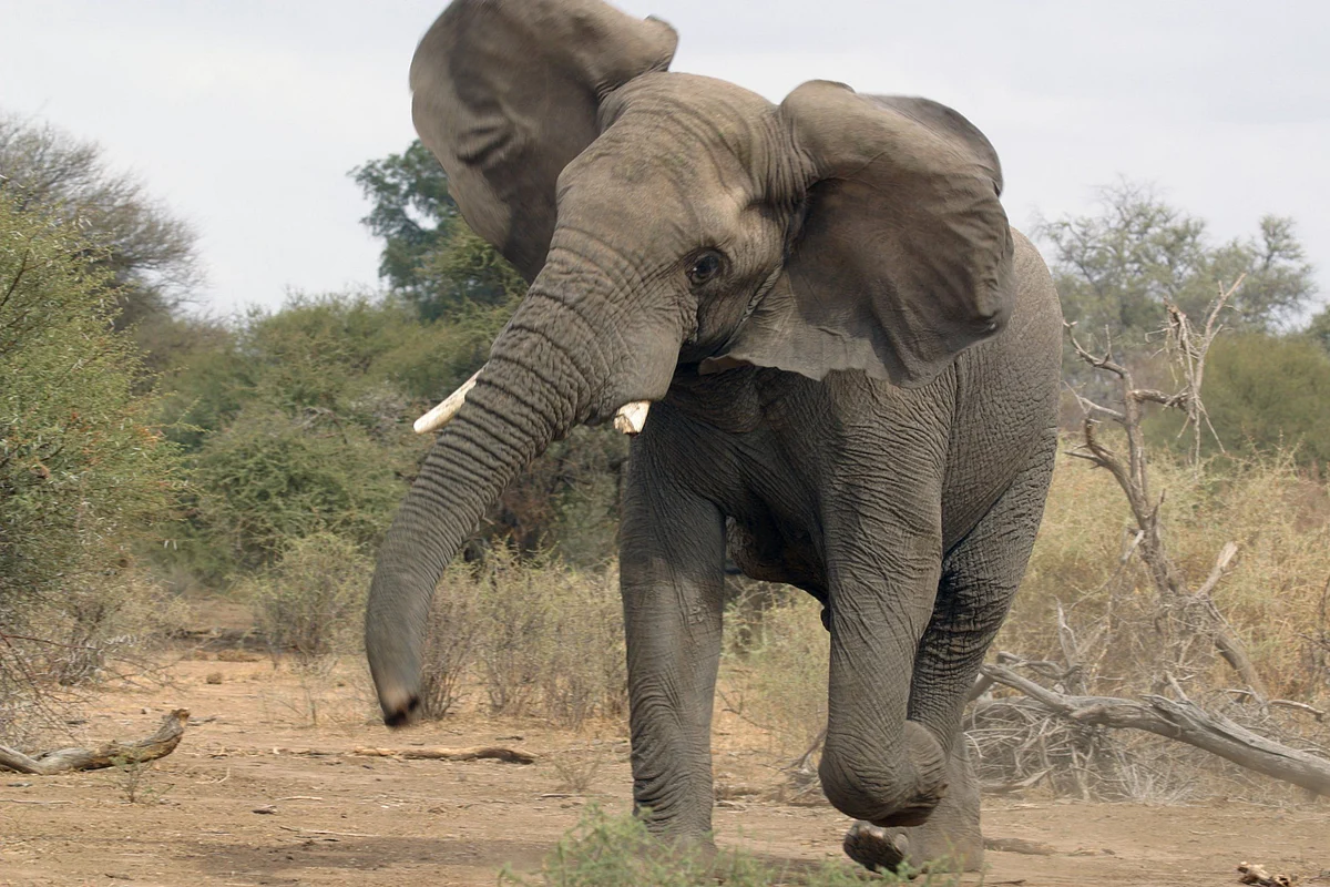 Wild Elephant Kills One In Karbi Anglong