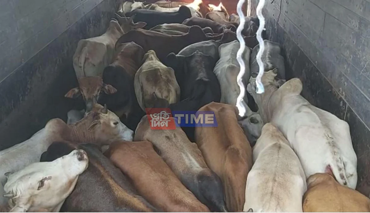 Dhubri: 15 Cattle Recovered, Smuggler Arrested
