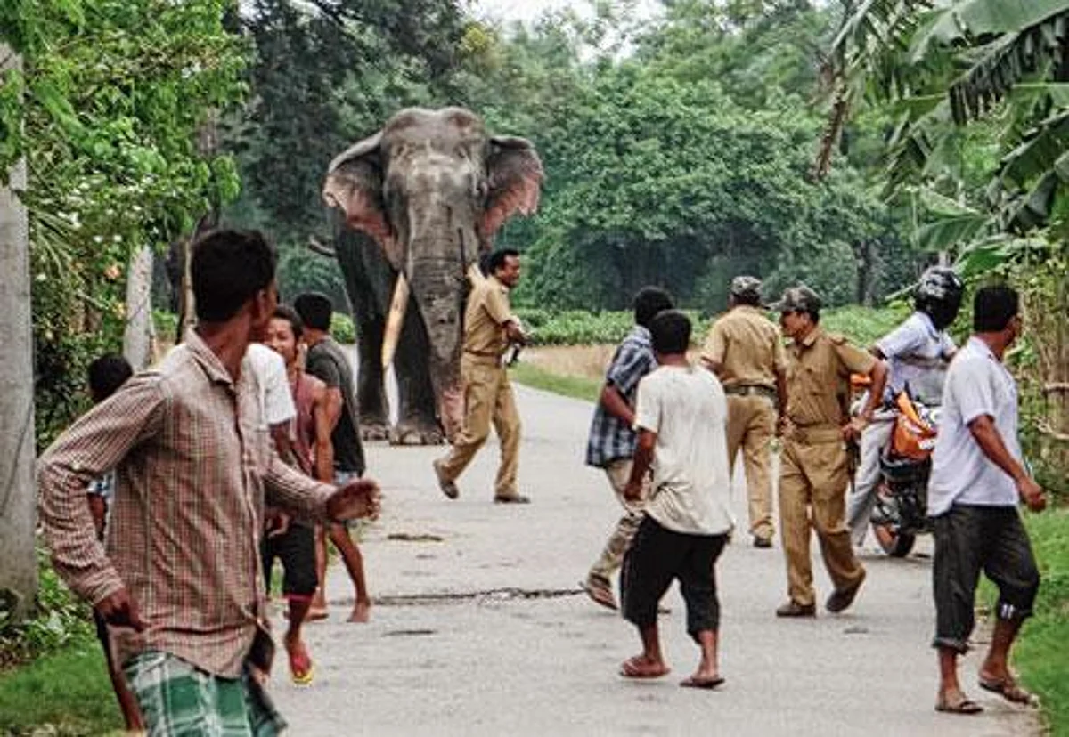 Assam: Another Dies By Wild Elephant Attack