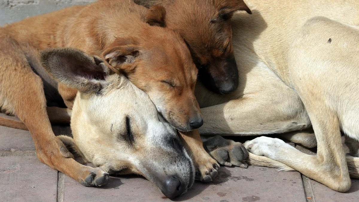 TN: Farmer Killed for Calling Neighbour’s Dog a ‘Dog’