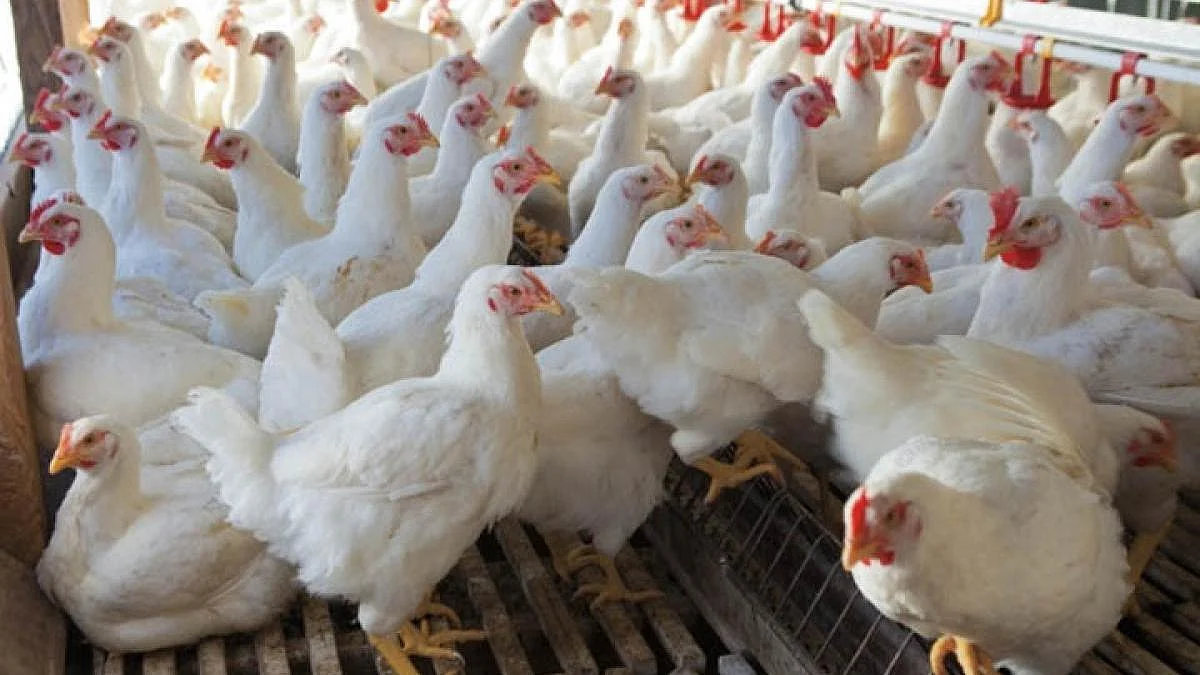 #BirdFluALERT: Meghalaya Imposes Ban On Import Of Poultry