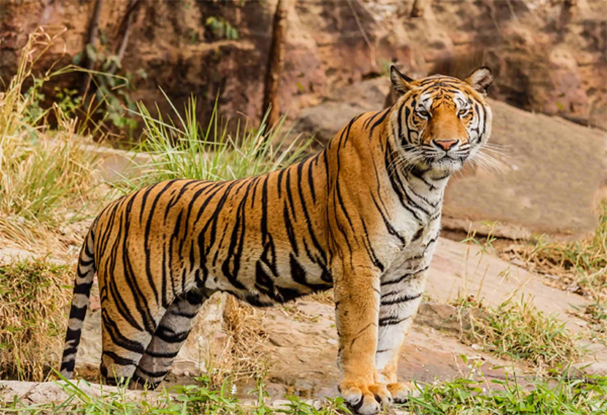 SBI Adopts 15 Tigers In Hyderabad Zoo