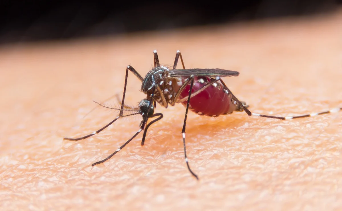 Anti-Malaria Mosquito Nets Distributed in Meghalaya