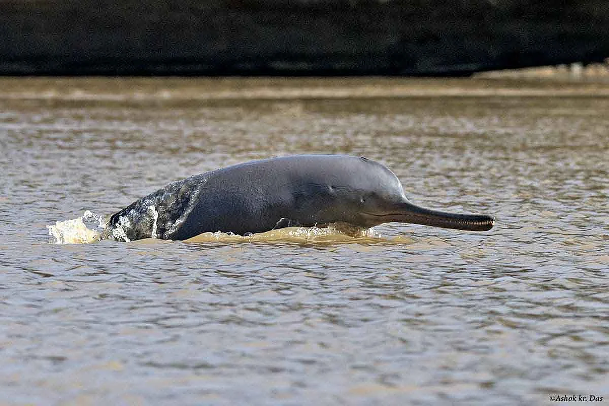 PM Announces Project for Conservation of Dolphins