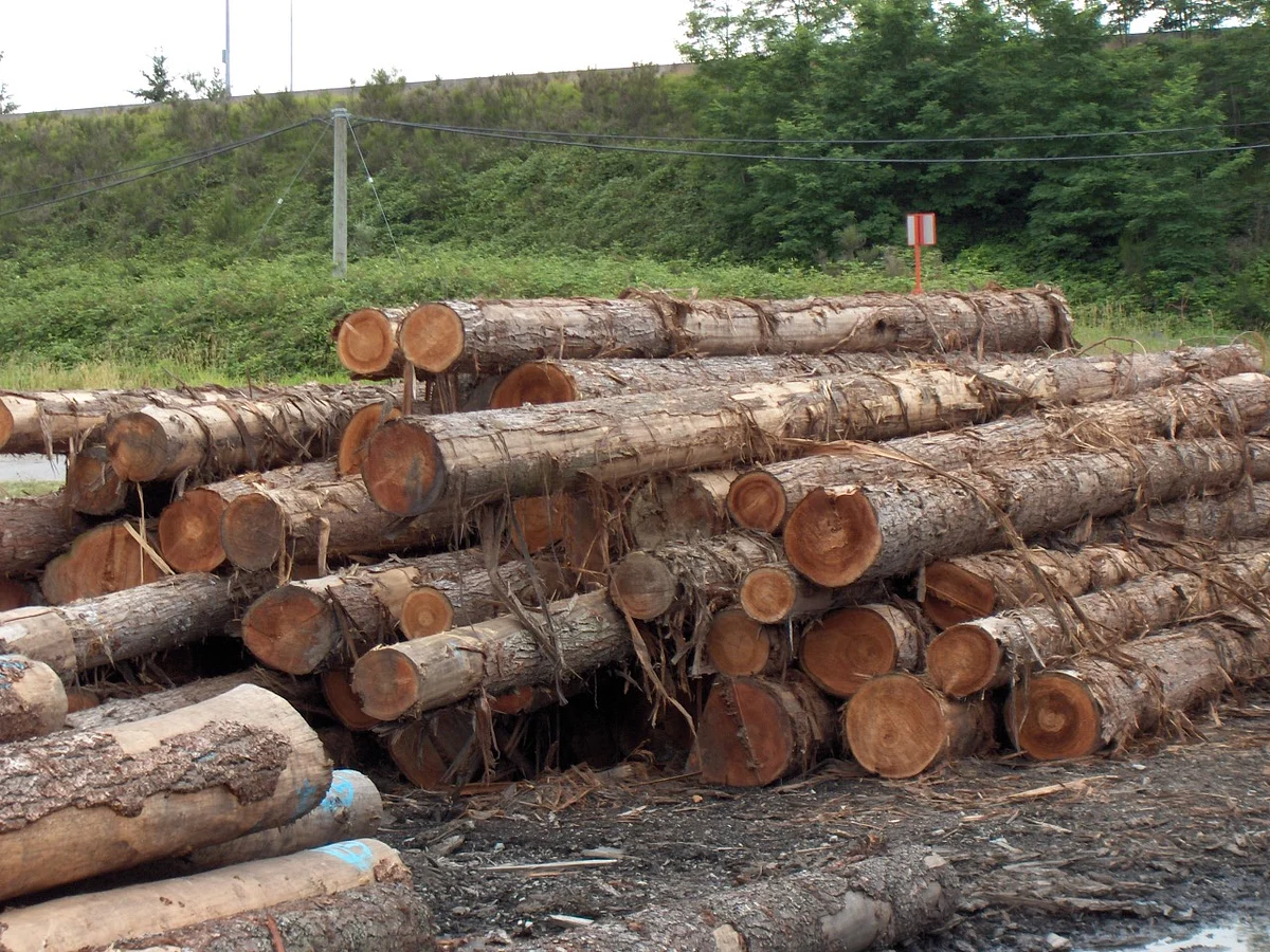 Hojai: Forest Department Busts Sawmill