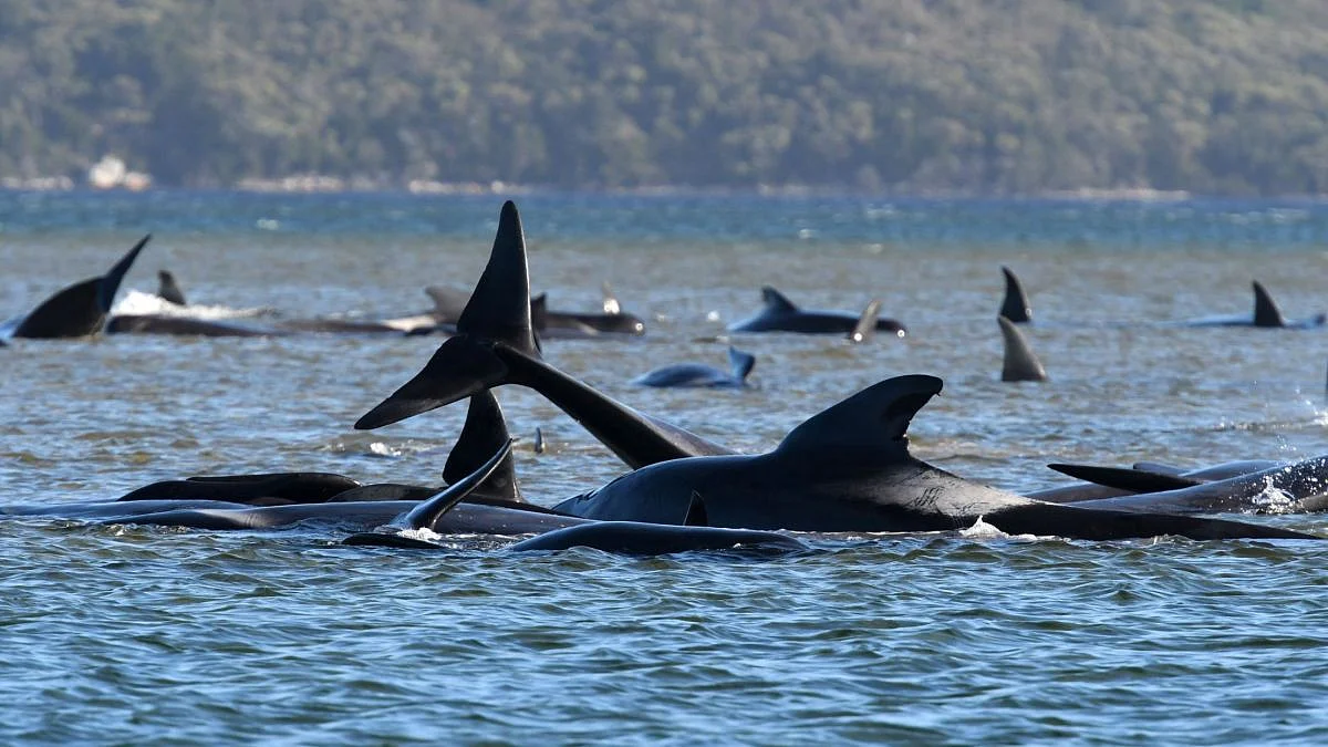 Australia: 90 Stranded Whales Die, 180 Stuck