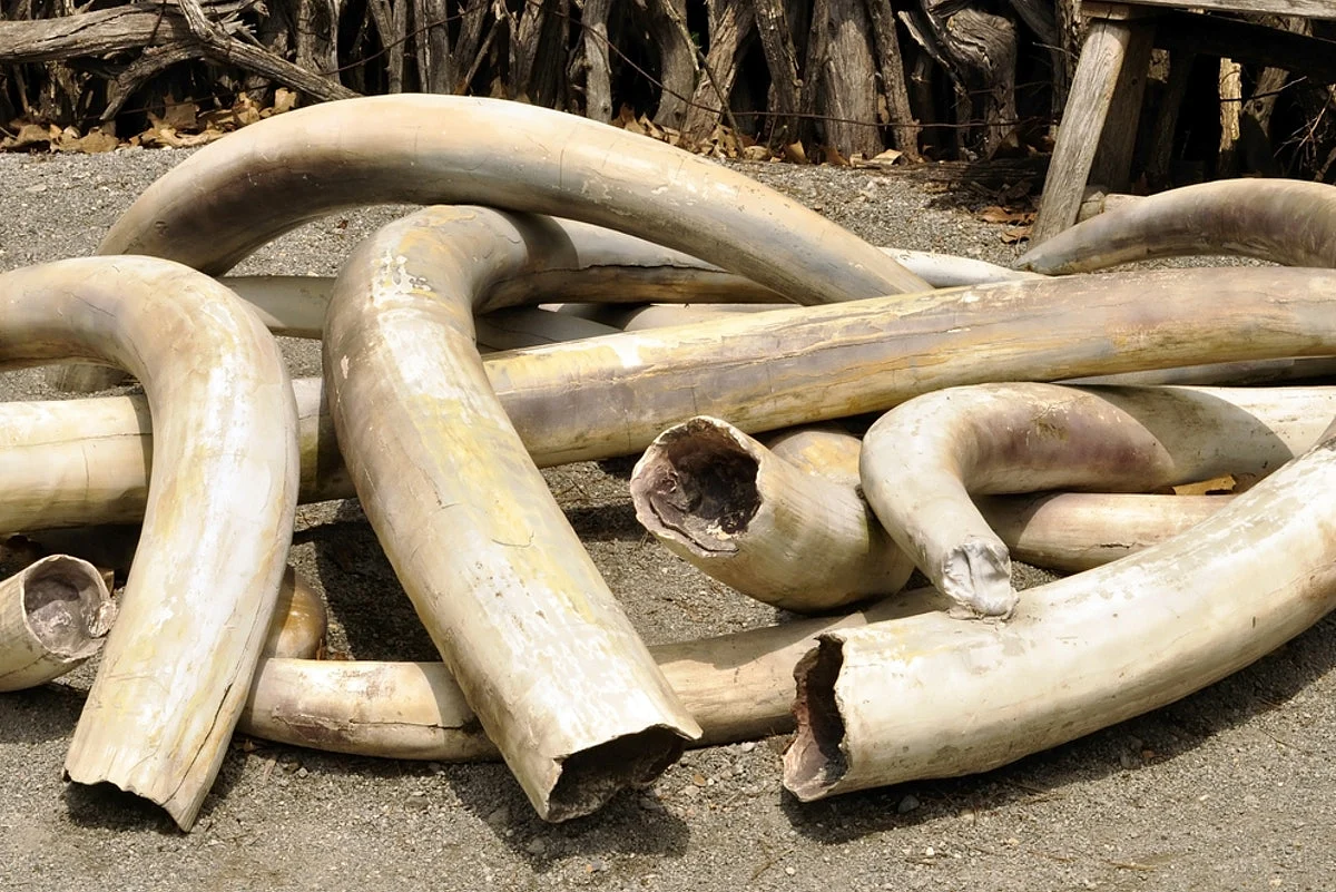 Three Poachers Nabbed In Baksa