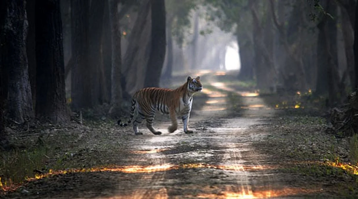 Forest Staff Suspended For Firing On Tiger In Kaziranga