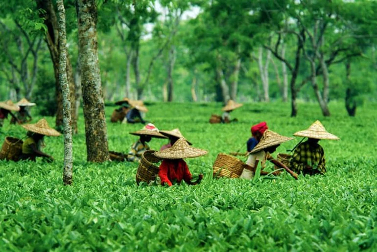 Assam: Govt Cancels Notification Enhancing Daily Wage of Tea Workers by Rs. 50