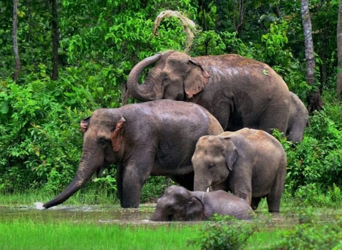 355 Elephants ‘Leased’ By Assam Remains Untraceable: RTI Report